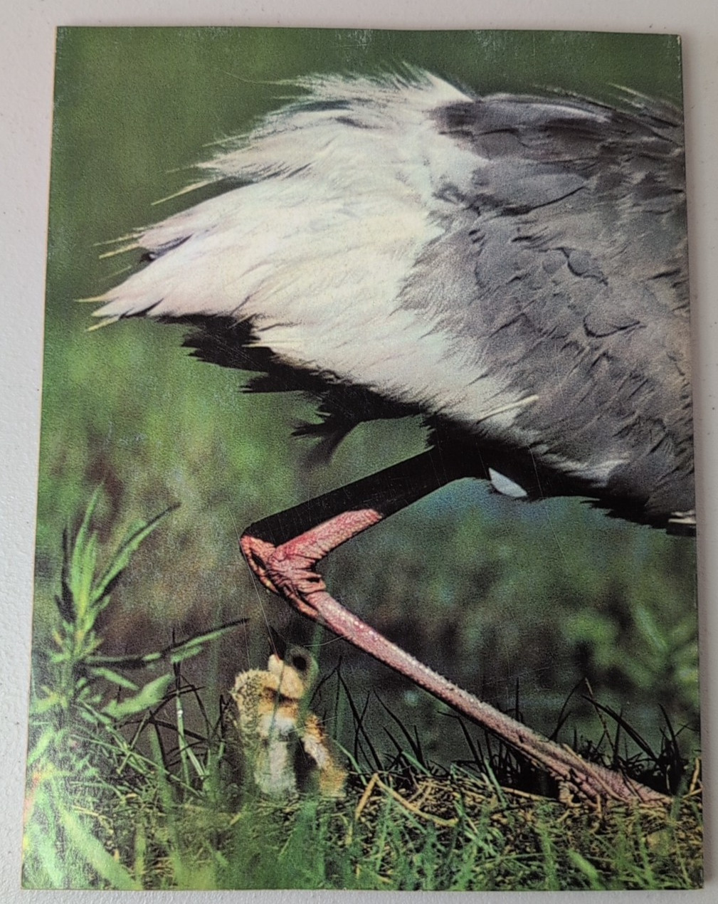 Audubon Magazine 1974 May Vintage Birds Doves Condors Cranes Nature Parakeets