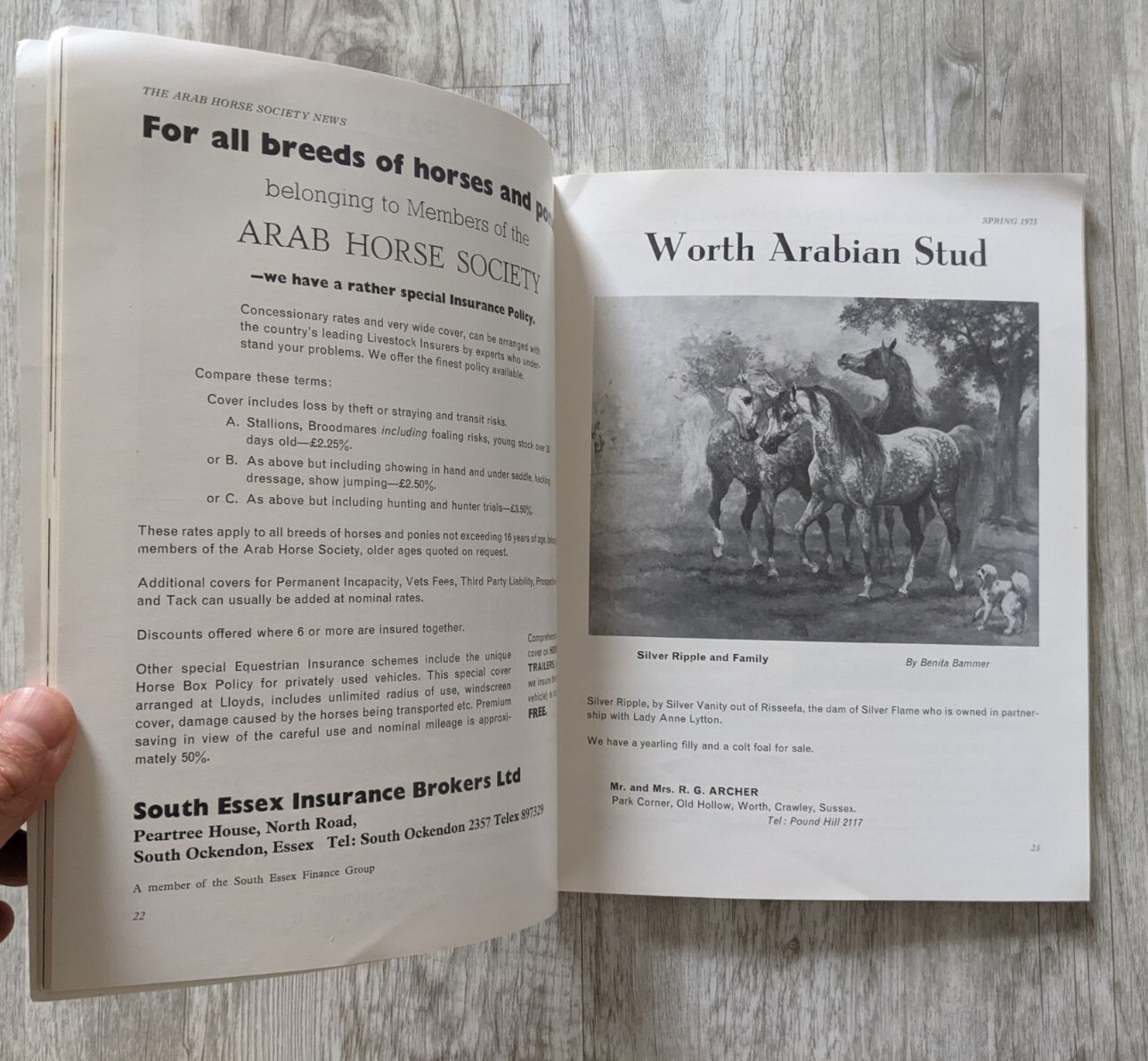 The Arab Horse Society News Spring 1975 No. 40 Vintage Magazine Journal Arabian
