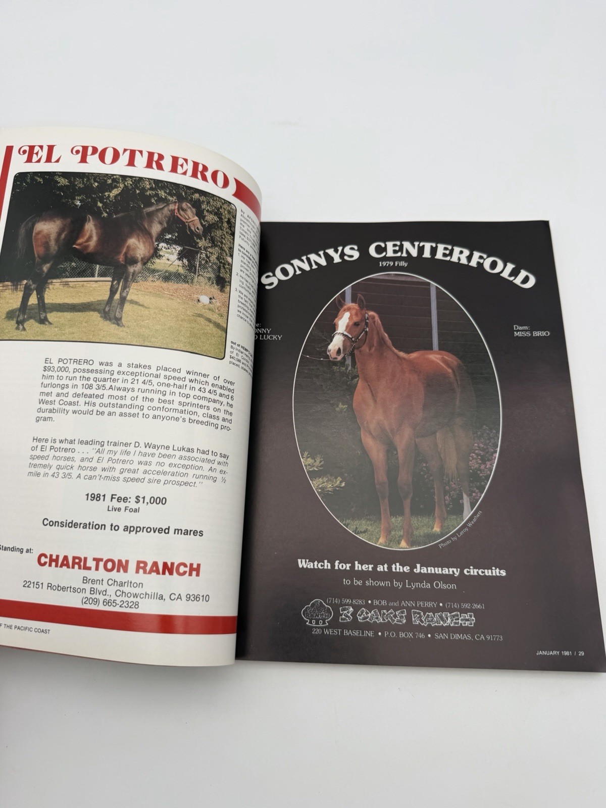 Quarter Horse Of The Pacific Coast Jan 1981 Sierpe De Jack AQHA Magazine