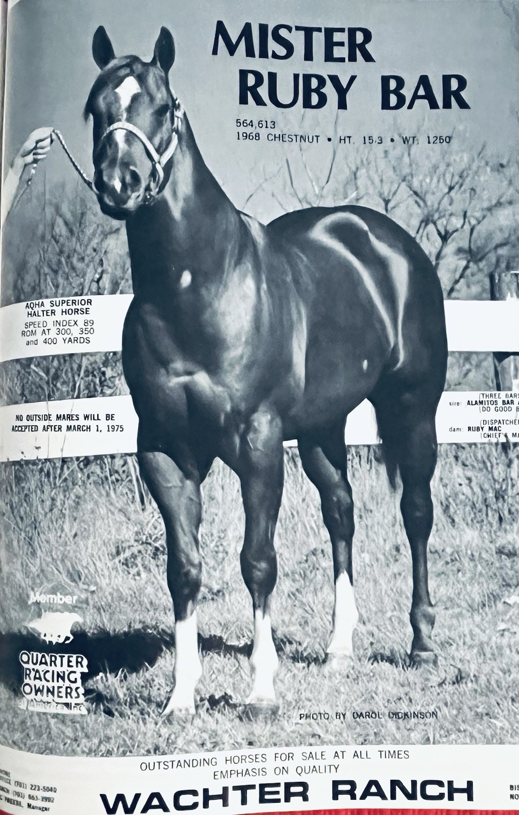WOW!! 1974 Quarter Horse Journal, Book – MR GUN SMOKE – MR SAN PEPPY – DOC BAR